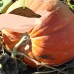 Pumpkin Garden Seeds - Baby Max Pumpkins - 1 oz - Heirloom, Non-GMO - Pinkish Orange Pumpkin Variety - Vegetable Gardening Seed   565582776